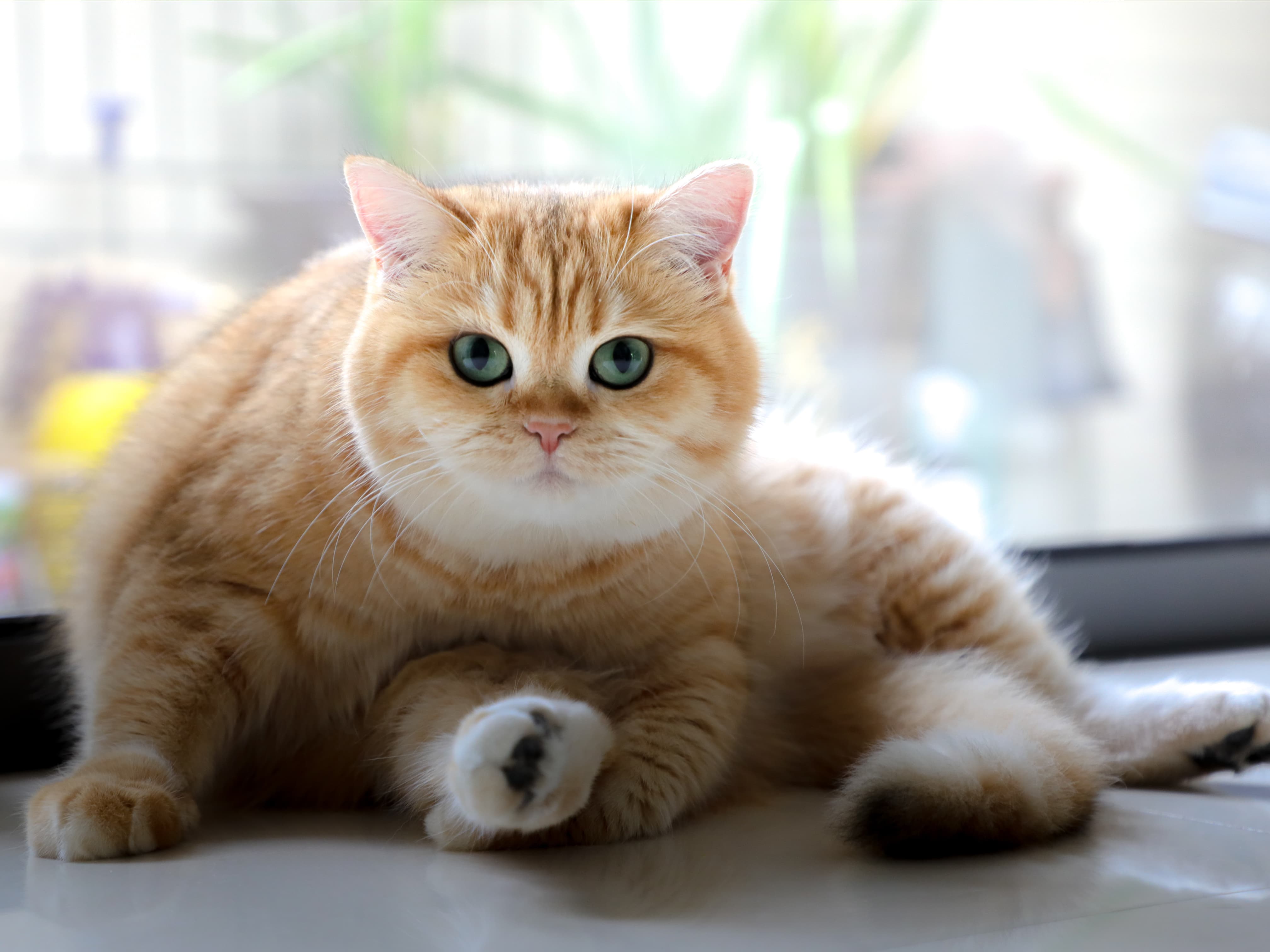 image of daisey